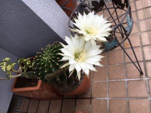 外壁塗装の色は悩みます。。