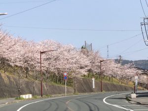 宗像市外壁塗装中♪♪春爛漫♡