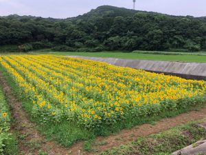 宗像市外壁塗装☆宮崎県高千穂峡に行って来ました♪♪